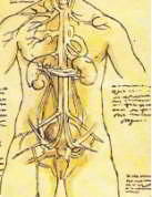 анатомический эскиз из тетради великого Леонардо да Винчи